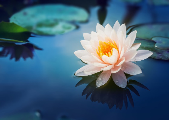 Image for article Practicing Falun Dafa Gave Me Wisdom